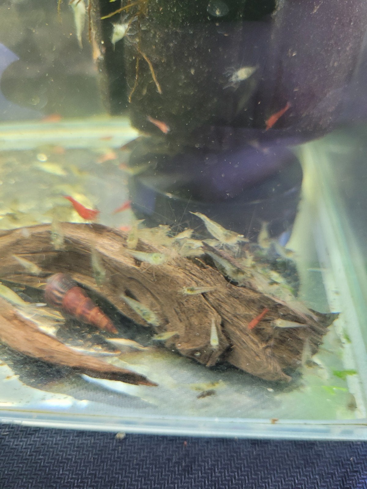 Mini Japonica garnalen mix, Kreeft, Krab of Garnaal, Zoetwatervis, Schoolvis