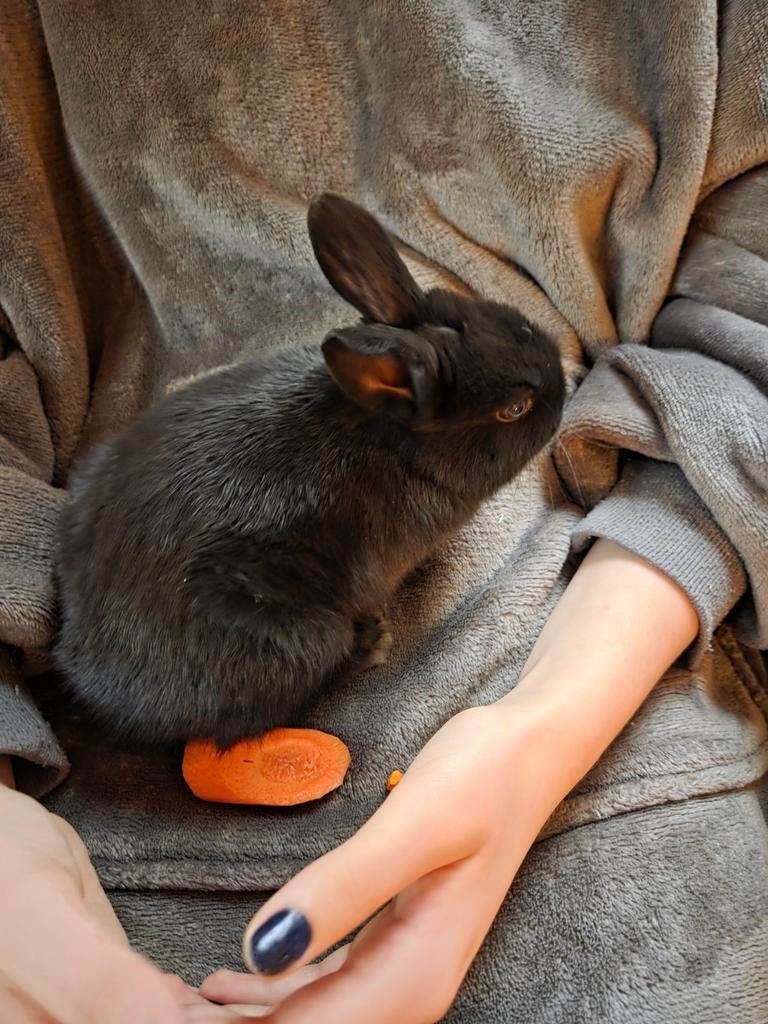 2 baby konijntjes, Dieren en Toebehoren, Meerdere dieren, Dwerg