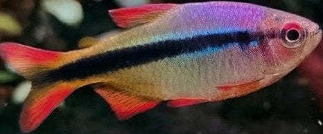 Imperial Lapis Tetra - KoidreamValburg