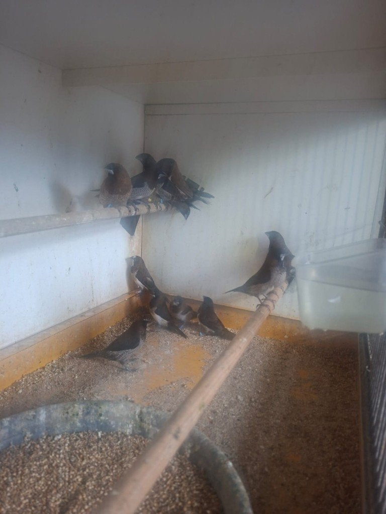 diversen vogels, Meerdere dieren, Tropenvogel