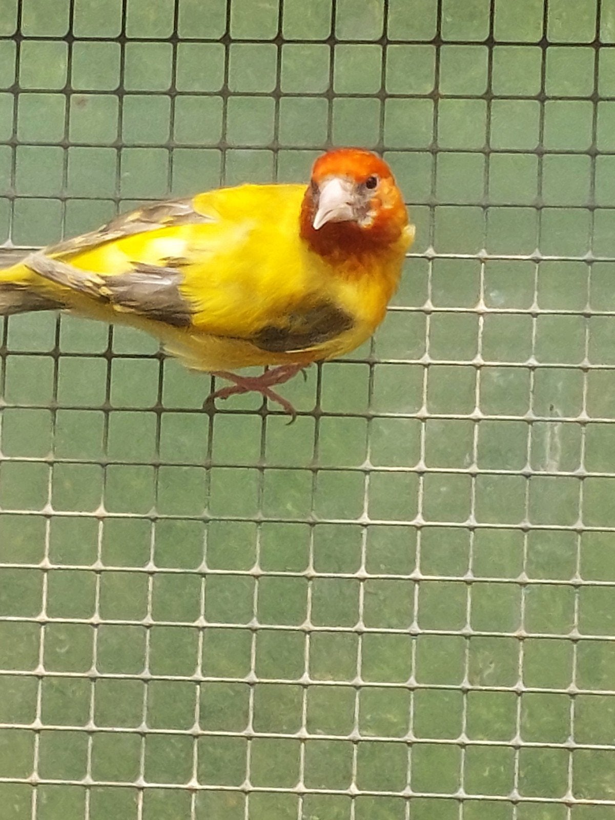 Distelvinken putters, Dieren en Toebehoren, Vogels | Overige Vogels, Meerdere dieren, Wildzangvogel