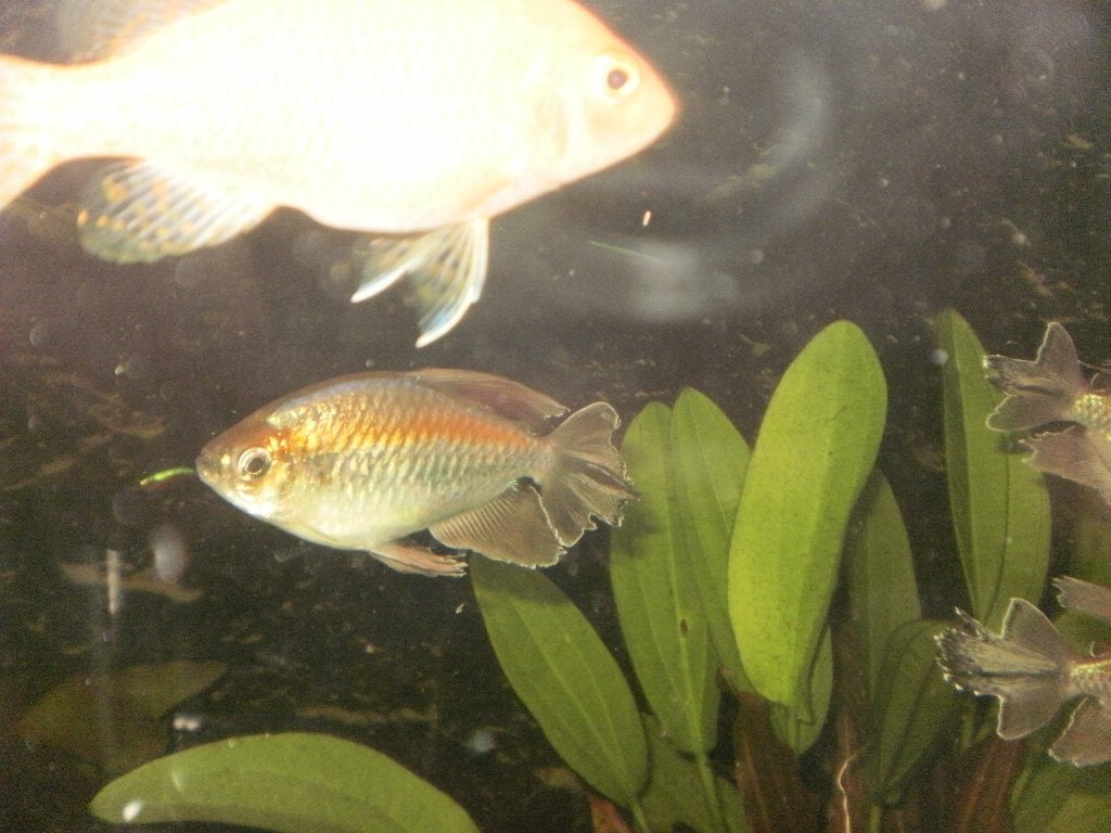 congozalm groot, Dieren en Toebehoren, Vis, Zoetwatervis, Schoolvis