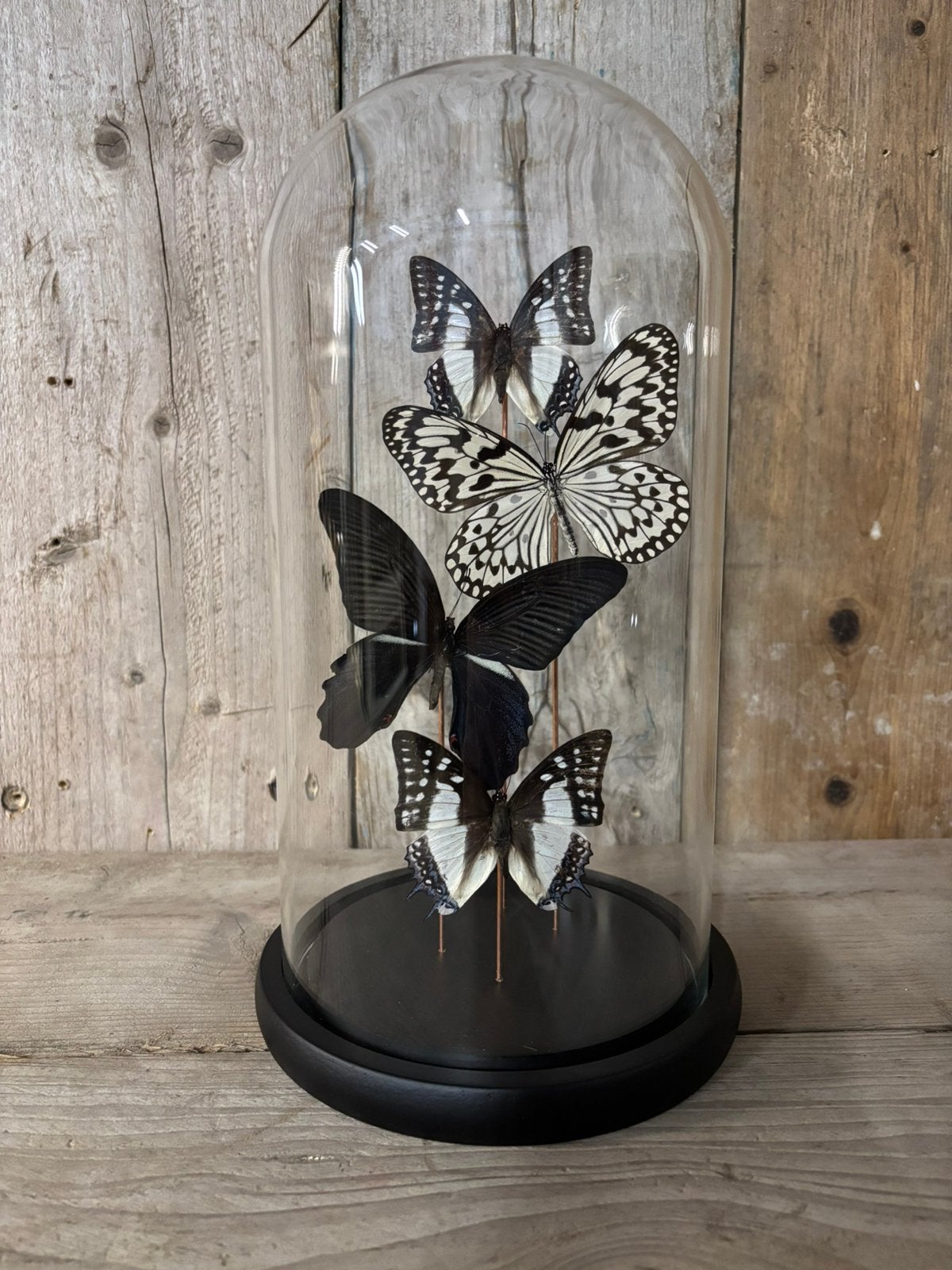 Mooie stolp met 4 assorti vlinders (zwart/wit), Ophalen of Verzenden, Nieuw, Insect, Opgezet dier