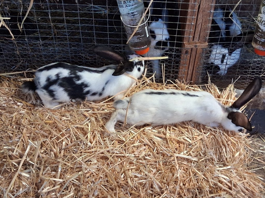 Jonge lotharinger konijnen, Dieren en Toebehoren, Konijnen, Meerdere dieren, Groot, 0 tot 2 jaar