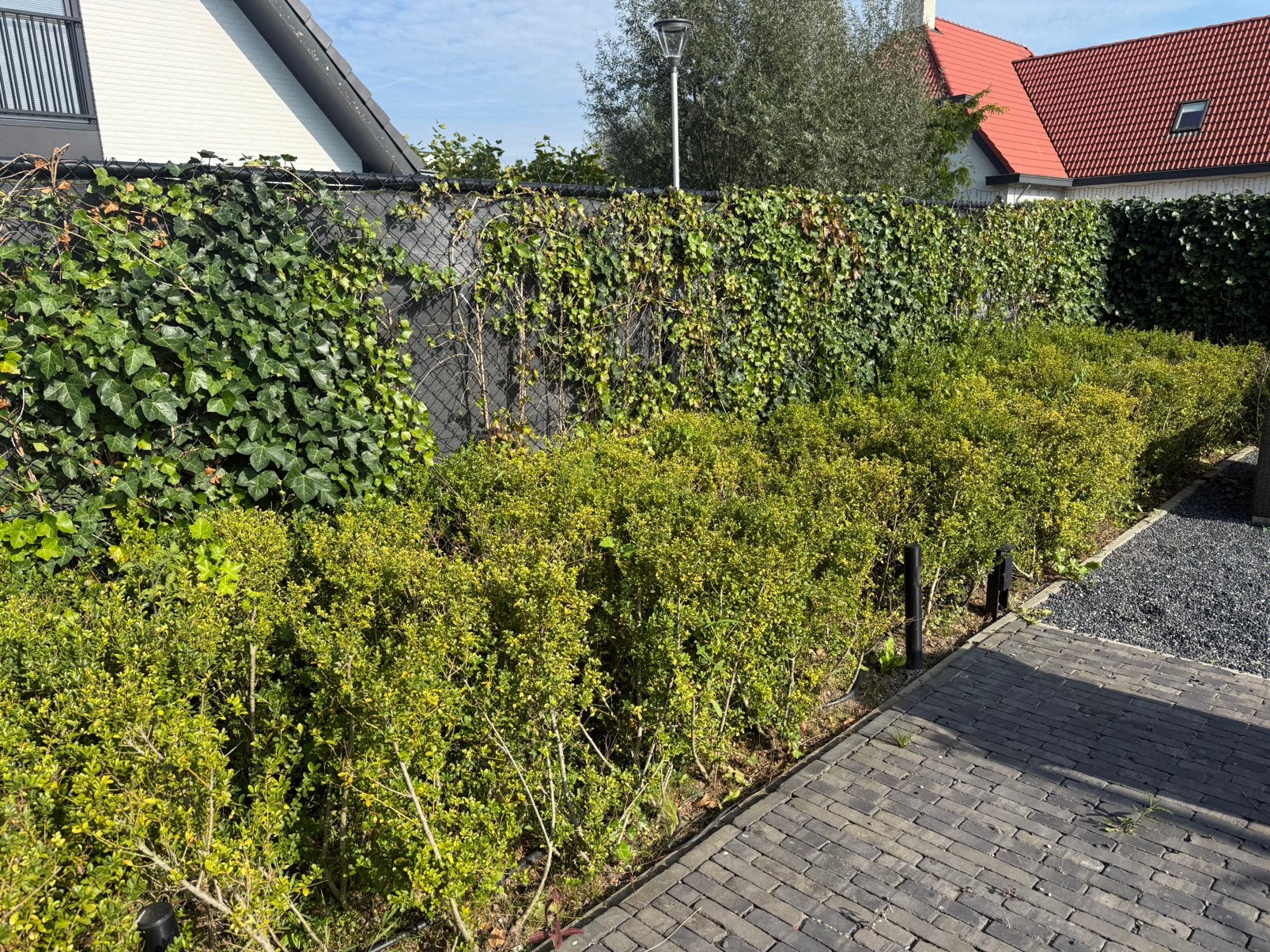 Gratis 15 tot 20 buxus – zelf uitgraven en meenemen, Tuin en Terras, Ophalen, Taxus, Haag, Minder dan 100 cm