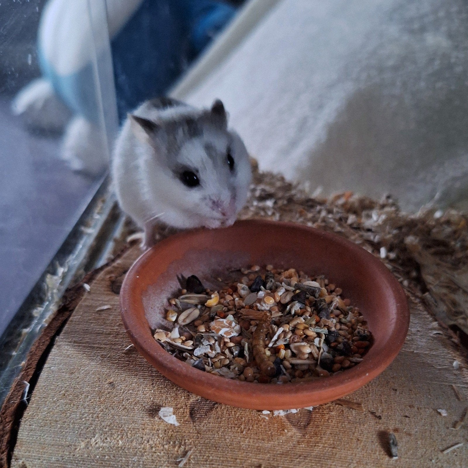 Lieve Chinese dwerghamster + hok en veel toebehoren, Dieren en Toebehoren, Knaagdieren, Hamster, December, Vrouwelijk, Tam