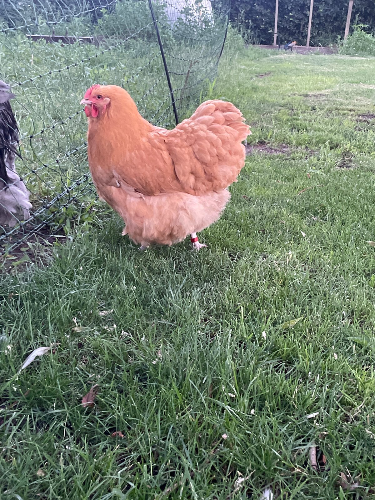 Orpinton buff broedeieren, Dieren en Toebehoren, Pluimvee, Geslacht onbekend, Kip