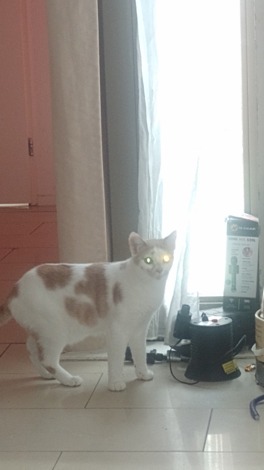 1 kat en 2 poezen voor echte liefhebbers, Poes, 0 tot 2 jaar