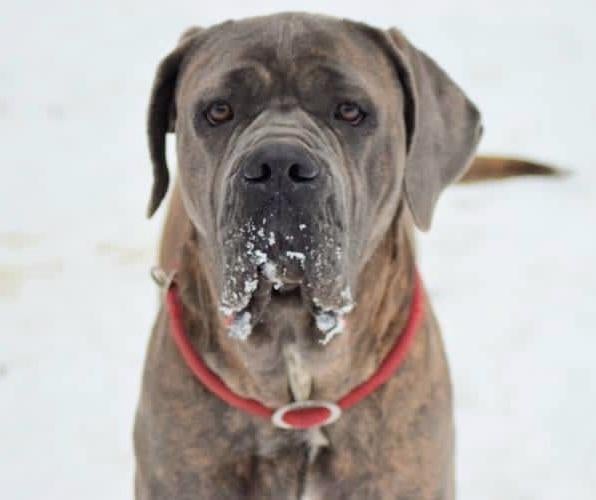 Cane corso female 2,5 years old, 1 tot 2 jaar, Buitenland, Teef, Parvo