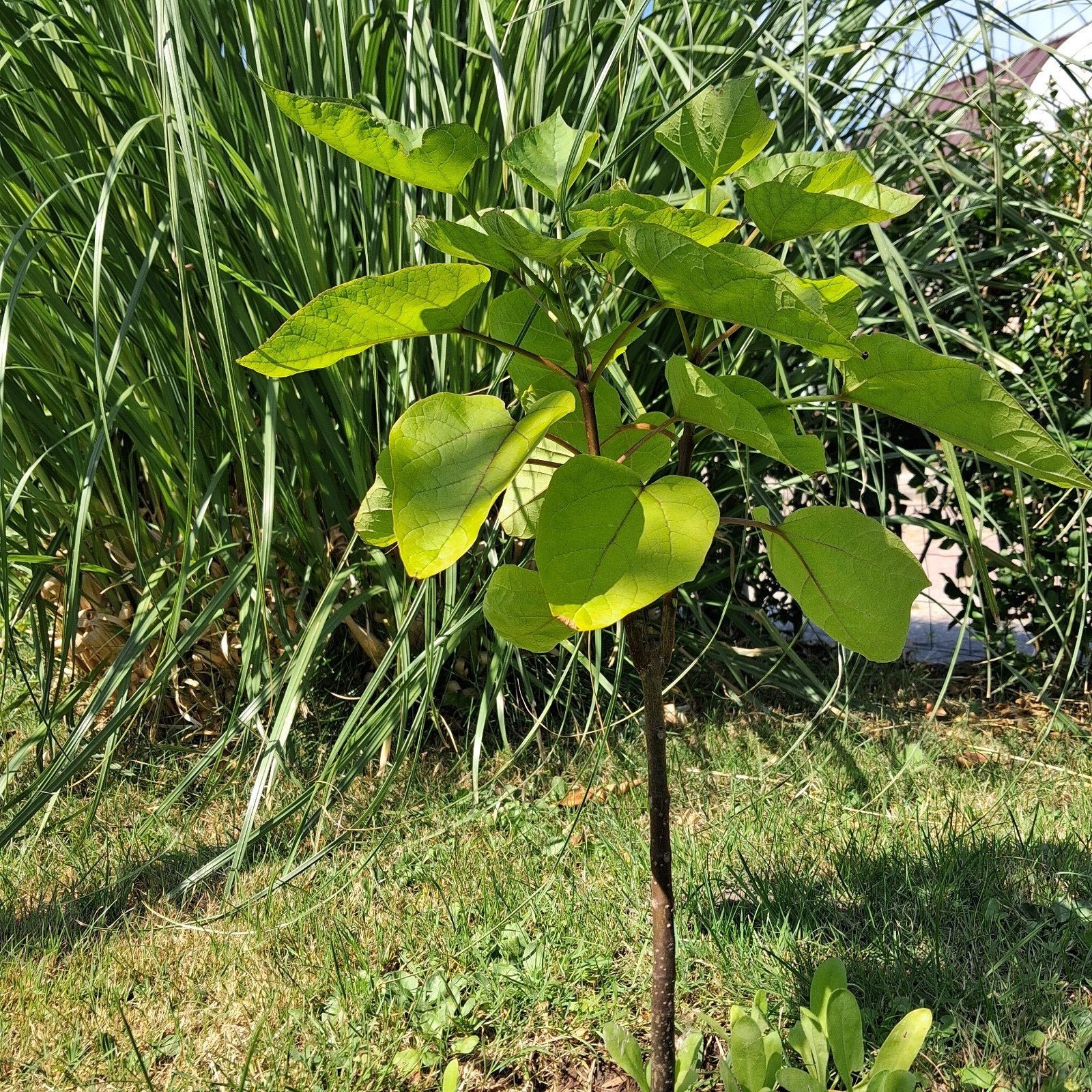 Zaailing Trompetboom - Bol- of Dakvorm (75 cm), Ophalen, Volle zon, Overige soorten