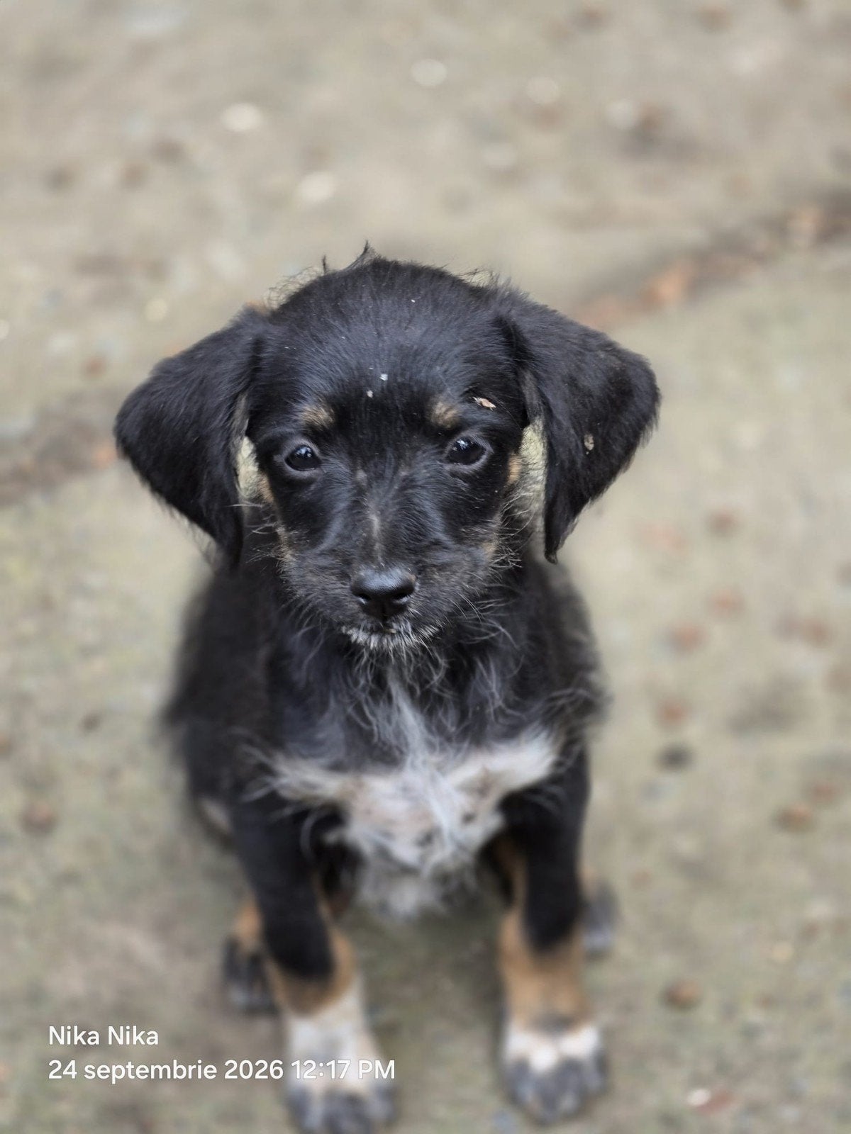 pup Vay zoekt een baasje, 15 weken tot 1 jaar, Handelaar, Buitenland, Teef