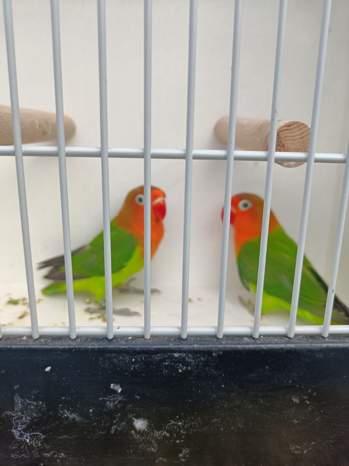 Agapornis Fischeri. Split Lutino en Opaline, Meerdere dieren, Dwergpapegaai of Agapornis