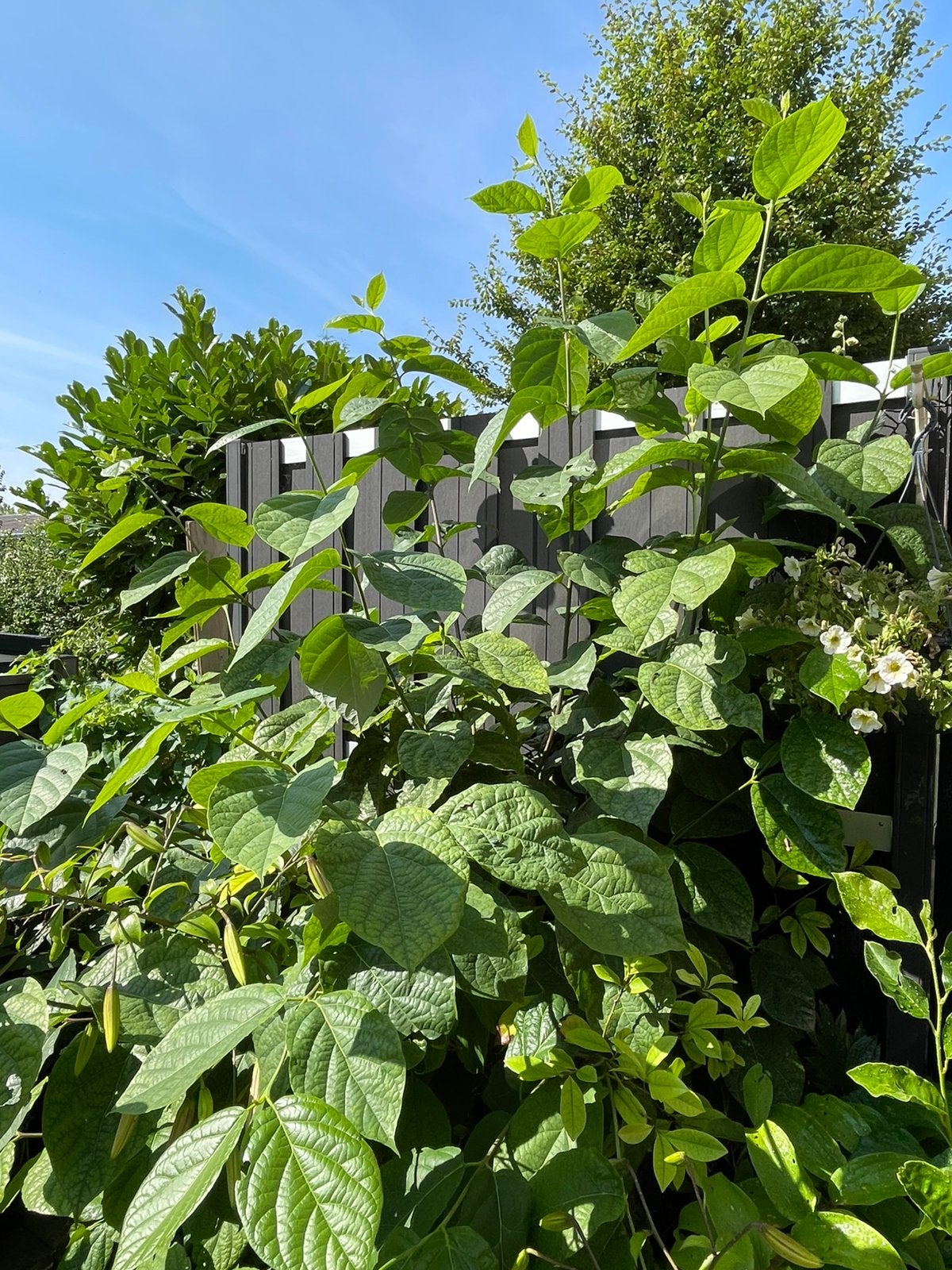 calycanthus floridus, Tuin en Terras, Planten | Bomen, Ophalen, Volle zon, Overige soorten