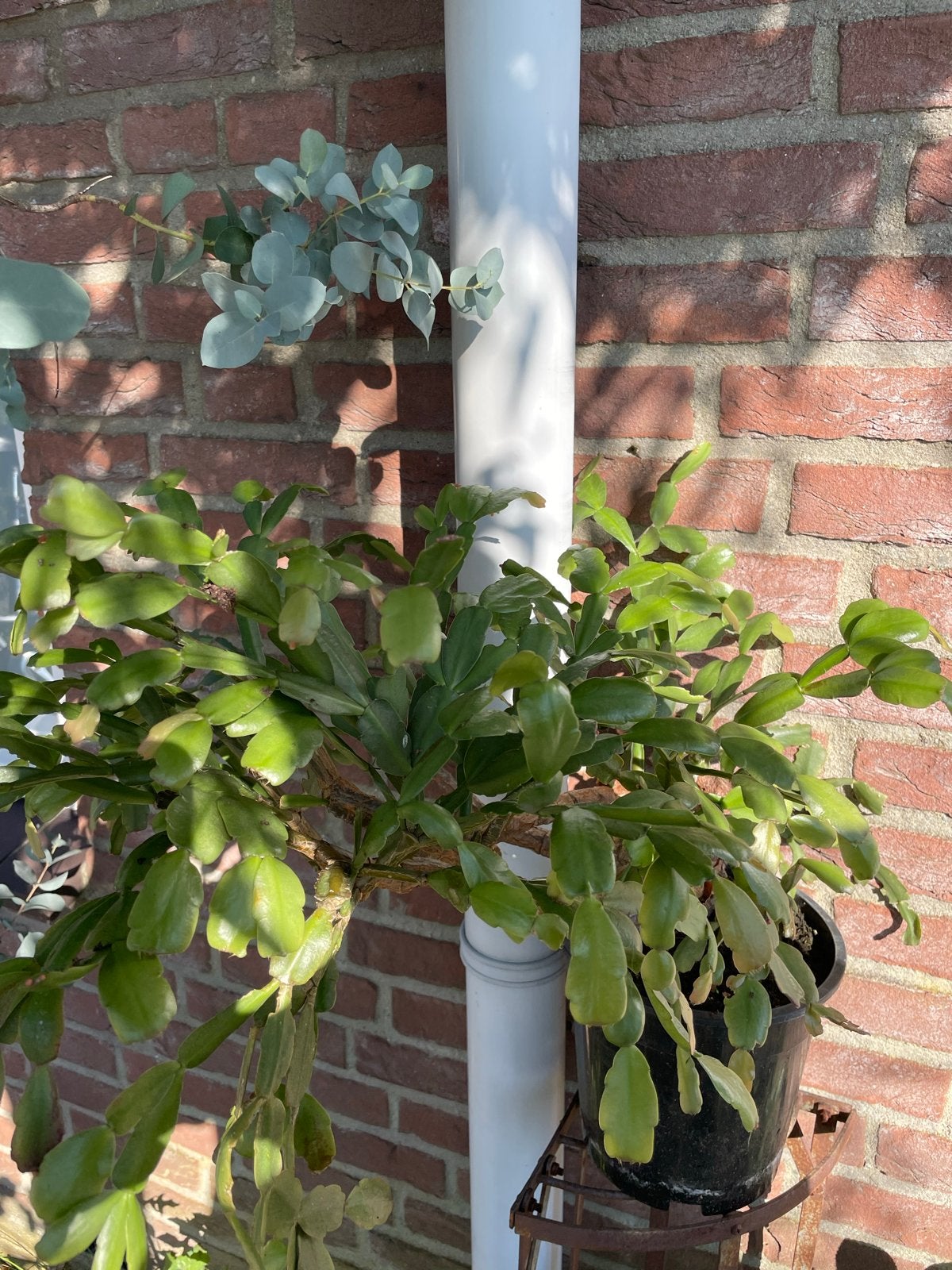 Grote lidcactus (Schlumbergera) in pot, Huis en Inrichting, Ophalen, Halfschaduw, Minder dan 100 cm, Bloeiende kamerplant