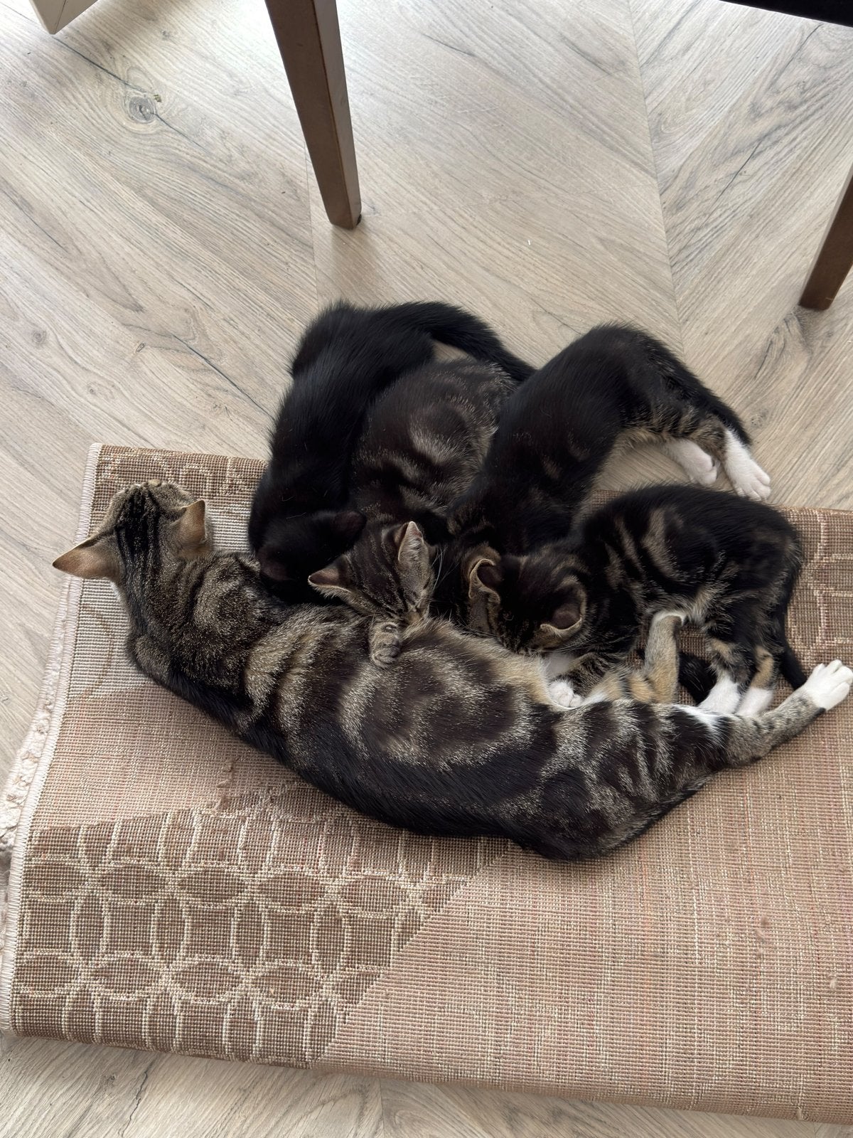 Lieve kittens te adopteren (GEADOPTEERD), Meerdere dieren, 0 tot 2 jaar