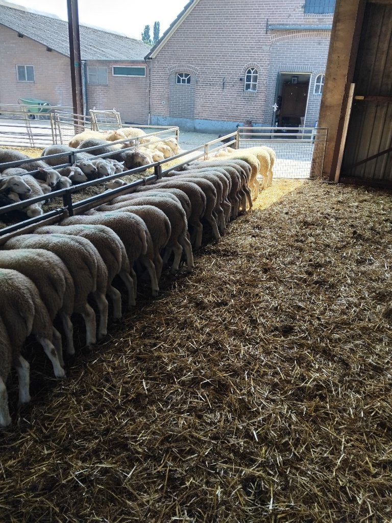 Zwoegervrije fokooien, kruising Swifter-Texelaar, Vrouwelijk, Schaap, 0 tot 2 jaar