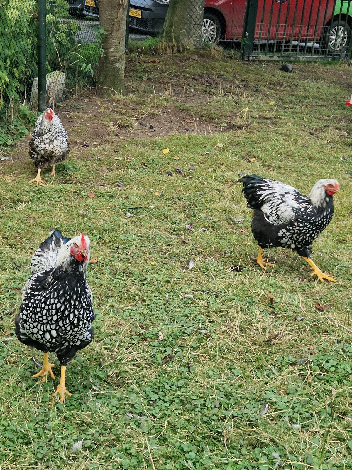 Wyandotte Haantjes groot ras, mei 2026, Dieren en Toebehoren, Pluimvee, Mannelijk, Kip