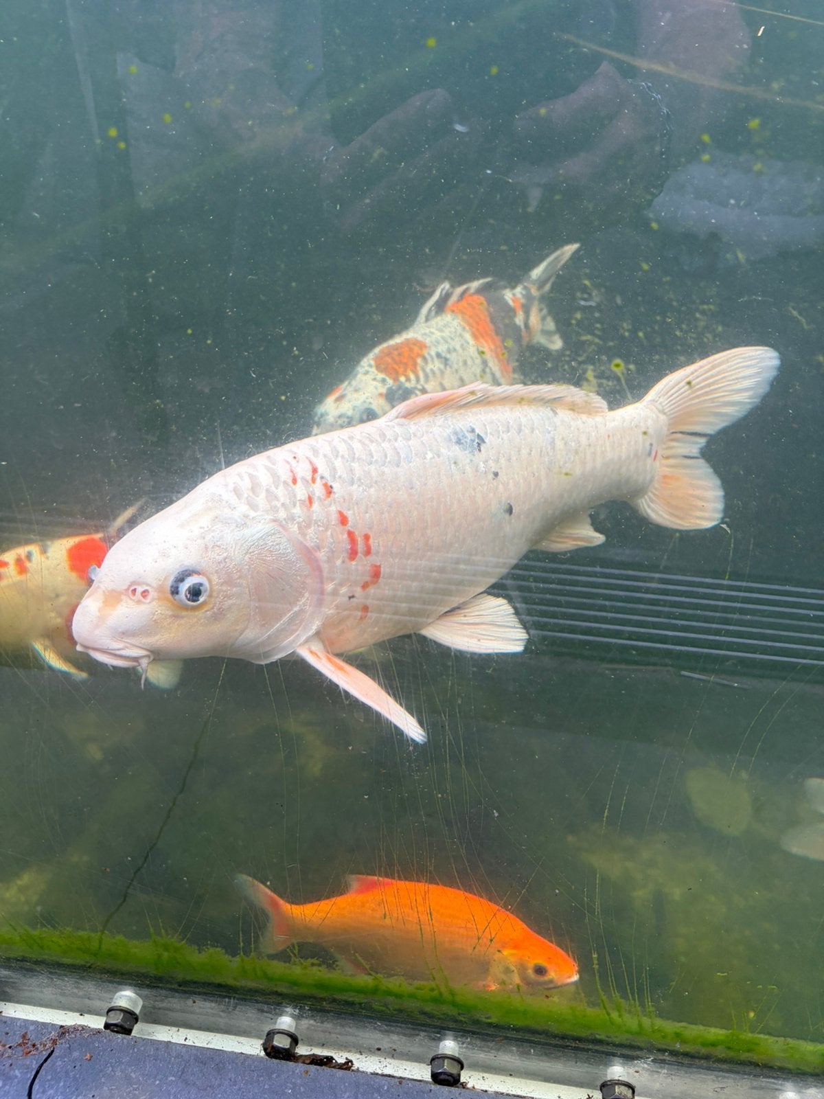 Koi, Karper of Koi