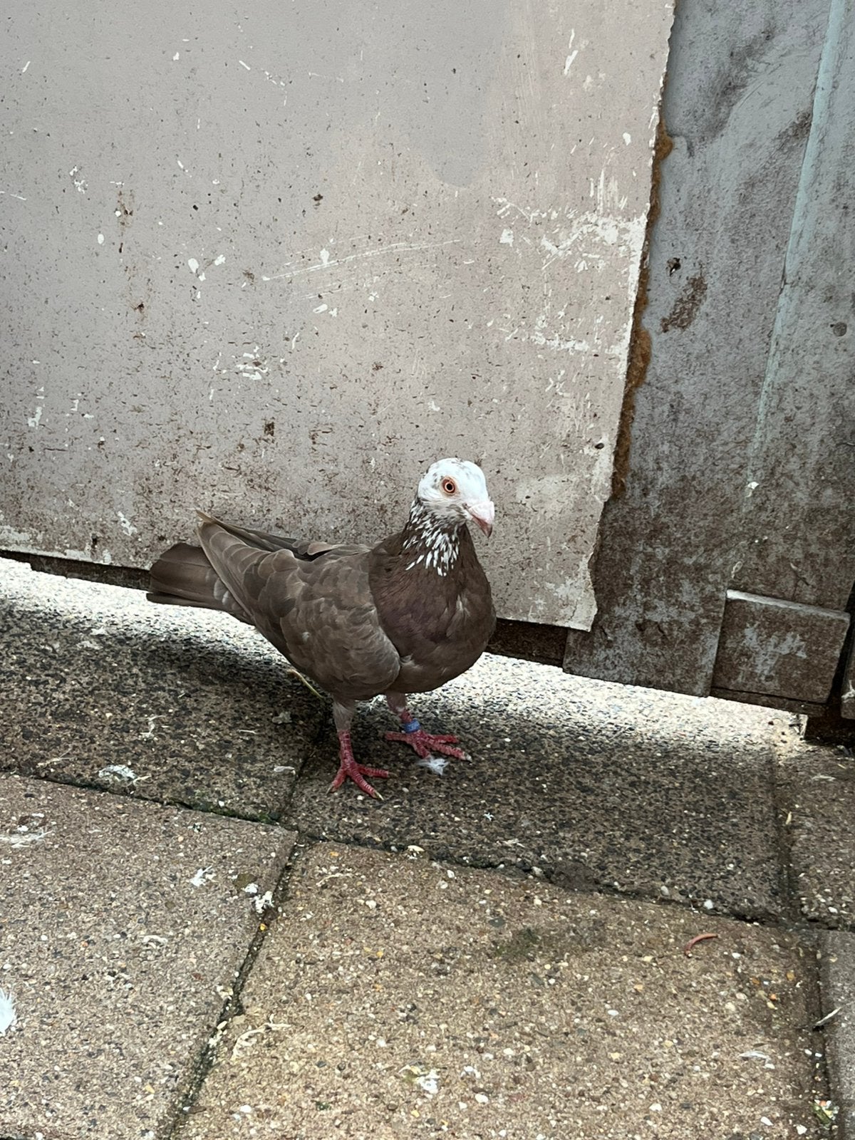 Kijk bij de omschriving, Dieren en Toebehoren, Meerdere dieren, Postduif