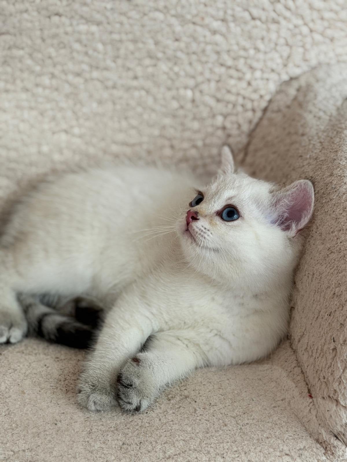 Britse korthaar kitten, Poes, Ontwormd