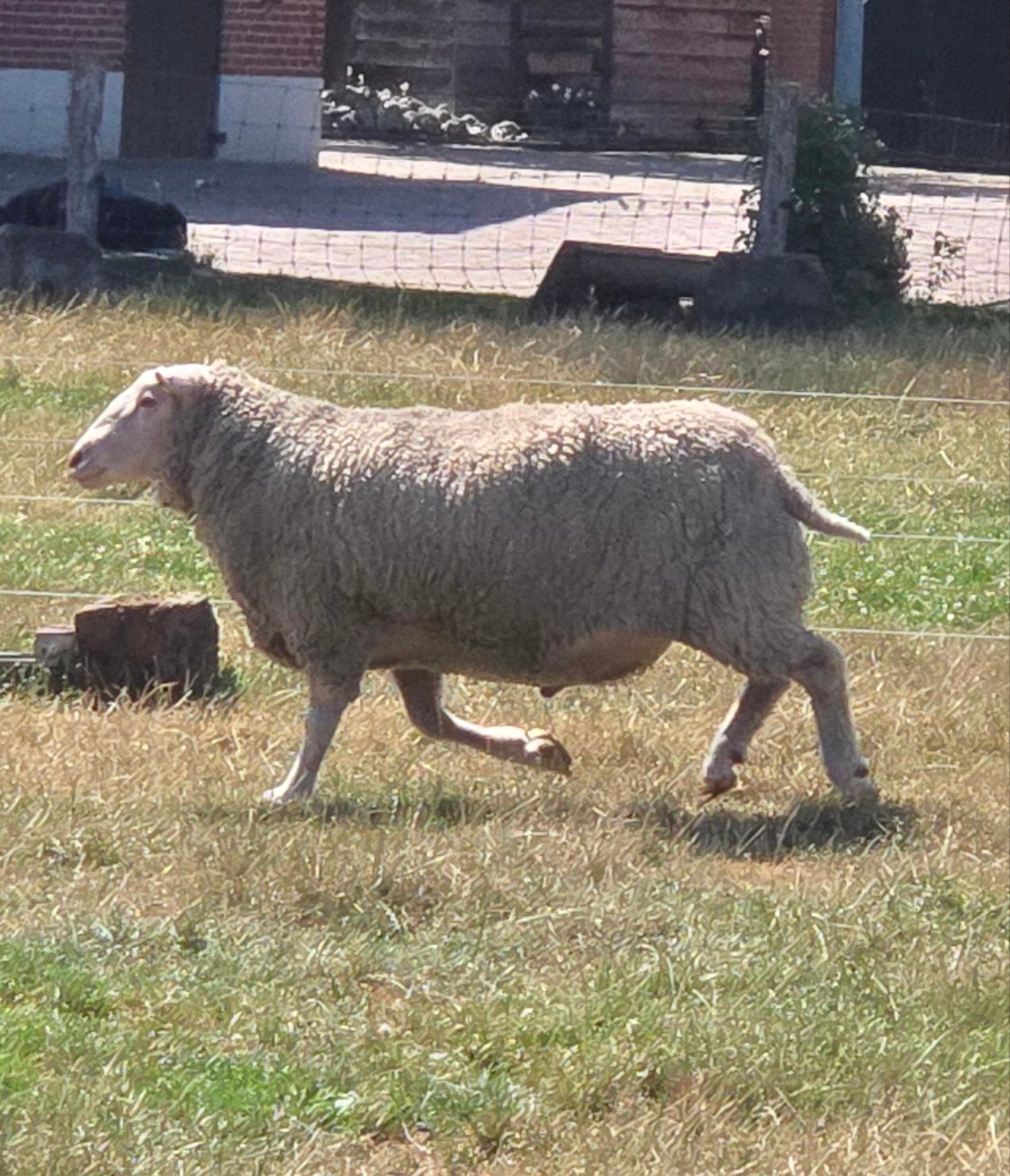 Flevolander dekram (geb. maart 2023), Mannelijk, Schaap, 3 tot 5 jaar