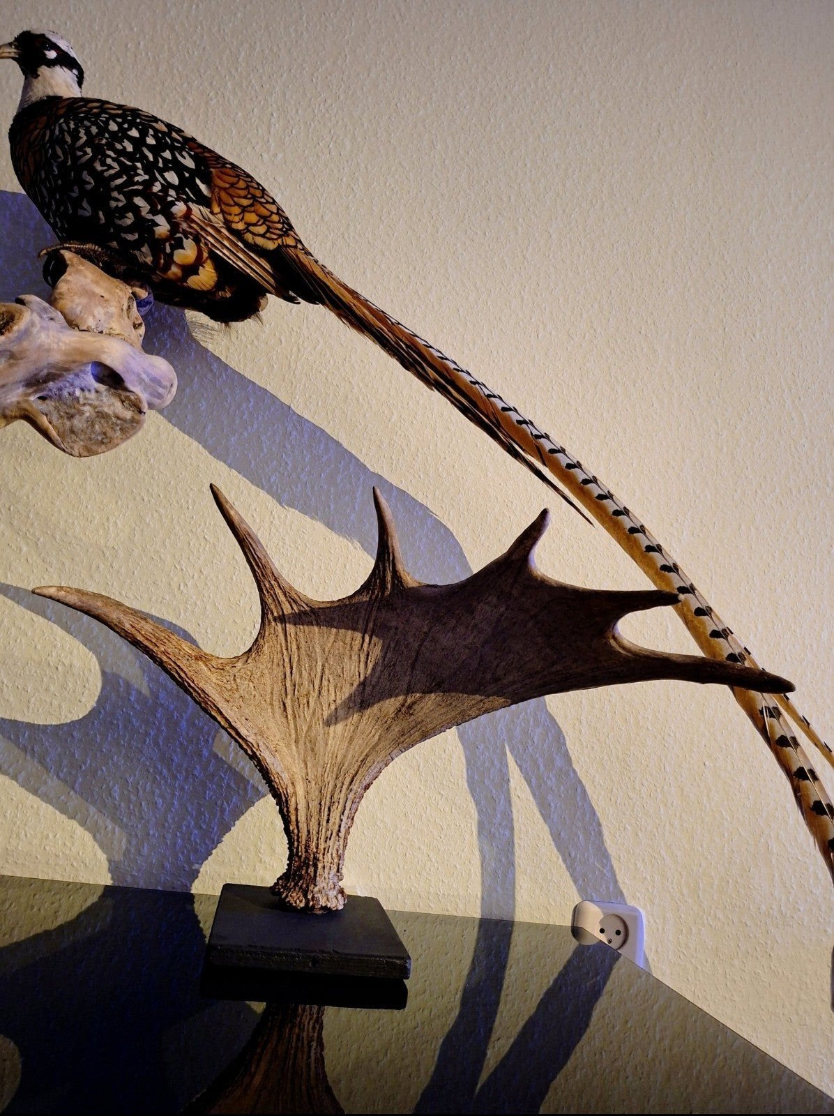 Prachtig groot eland gewei op plank taxidermie, Ophalen of Verzenden, Hert, Gewei of Kop
