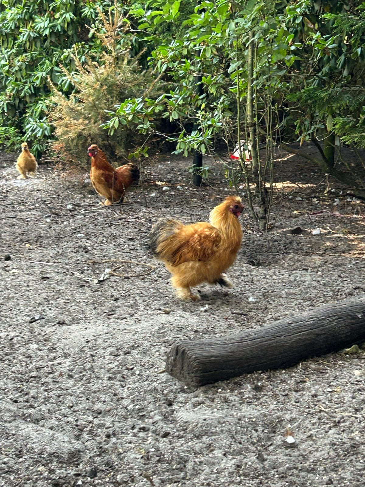 Haan zijdehoen, Dieren en Toebehoren, Pluimvee, Mannelijk, Kip