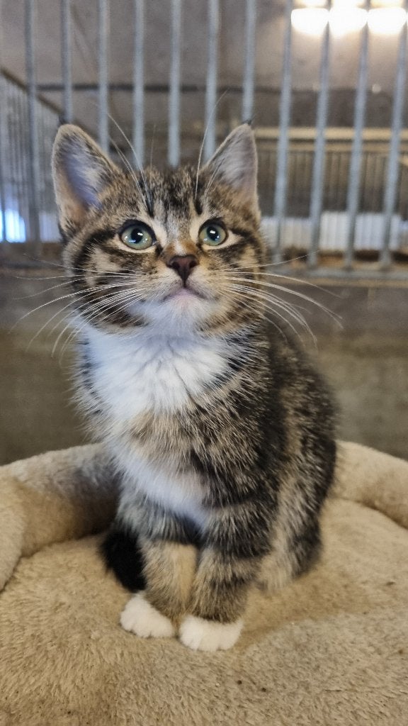 boerderij kitten getijgerd/ kitten cypres / poes, Poes, Kortharig, 0 tot 2 jaar