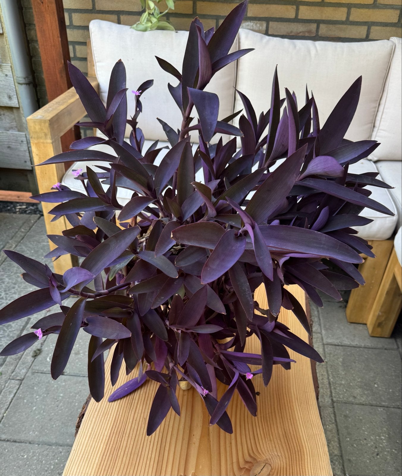 Grote Tradescantia Padilla - Potmaat 25 cm, Huis en Inrichting, Ophalen, Overige soorten, Halfschaduw, In pot