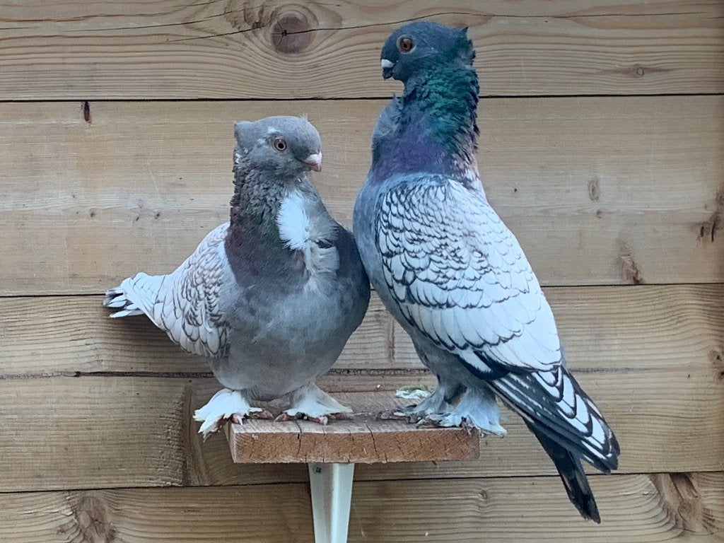 Koppel oud oosterse meeuwtjes, Meerdere dieren, Overige soorten