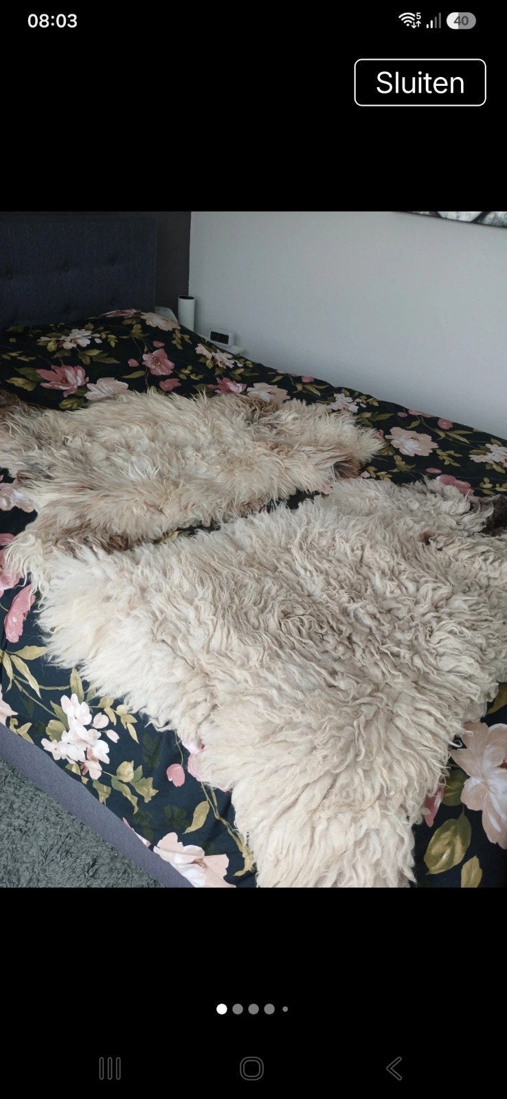 2 echte schapen vachten.(groot)., Ophalen of Verzenden, Zo goed als nieuw, Crème