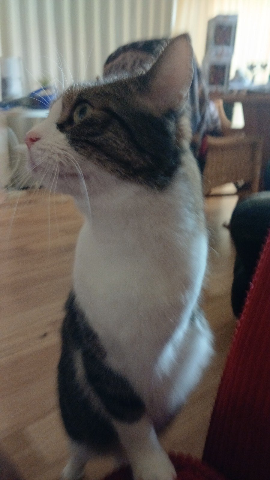 gouden mandje gezocht voor manke nelis, Dieren en Toebehoren, Katten en Kittens | Overige Katten, Kater, 6 jaar of ouder