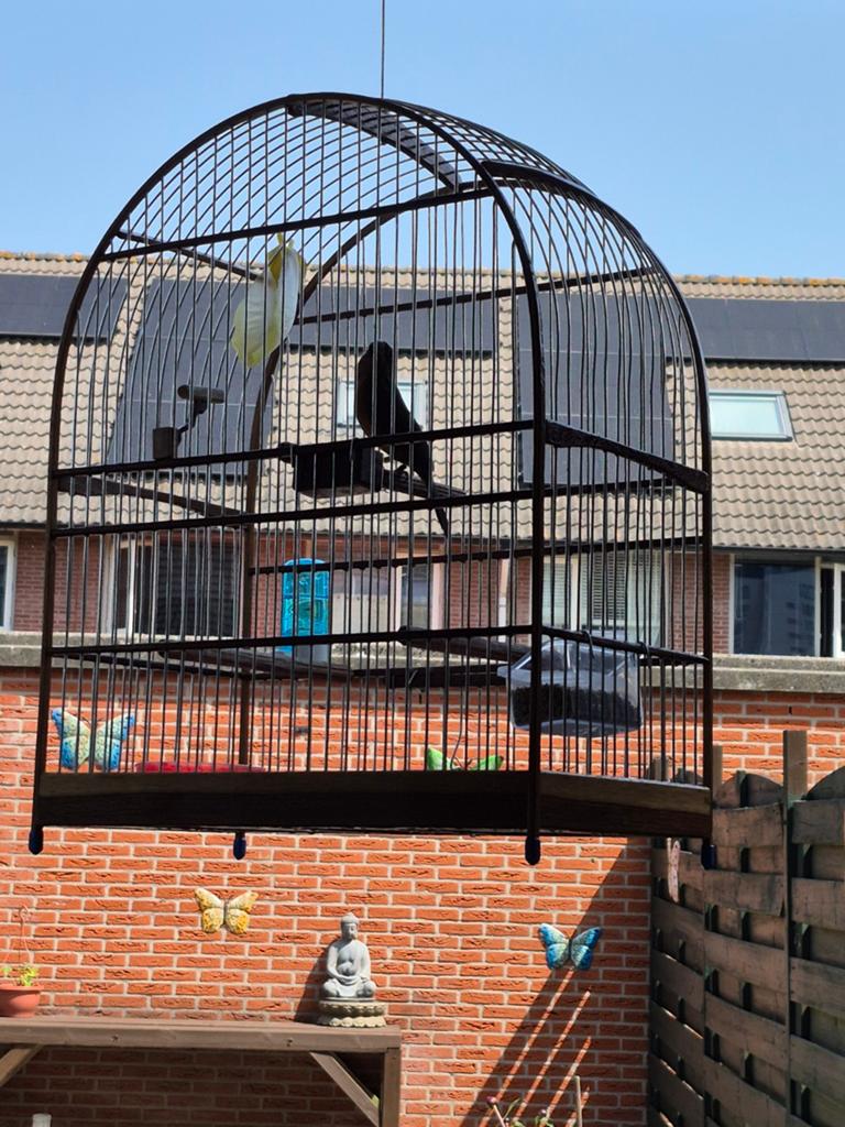 Twa twa te koop, Dieren en Toebehoren, Ophalen