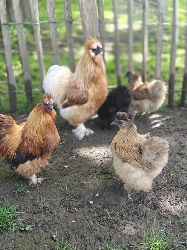 Zijdehoender Zijdehoen kriel kippen, Dieren en Toebehoren
