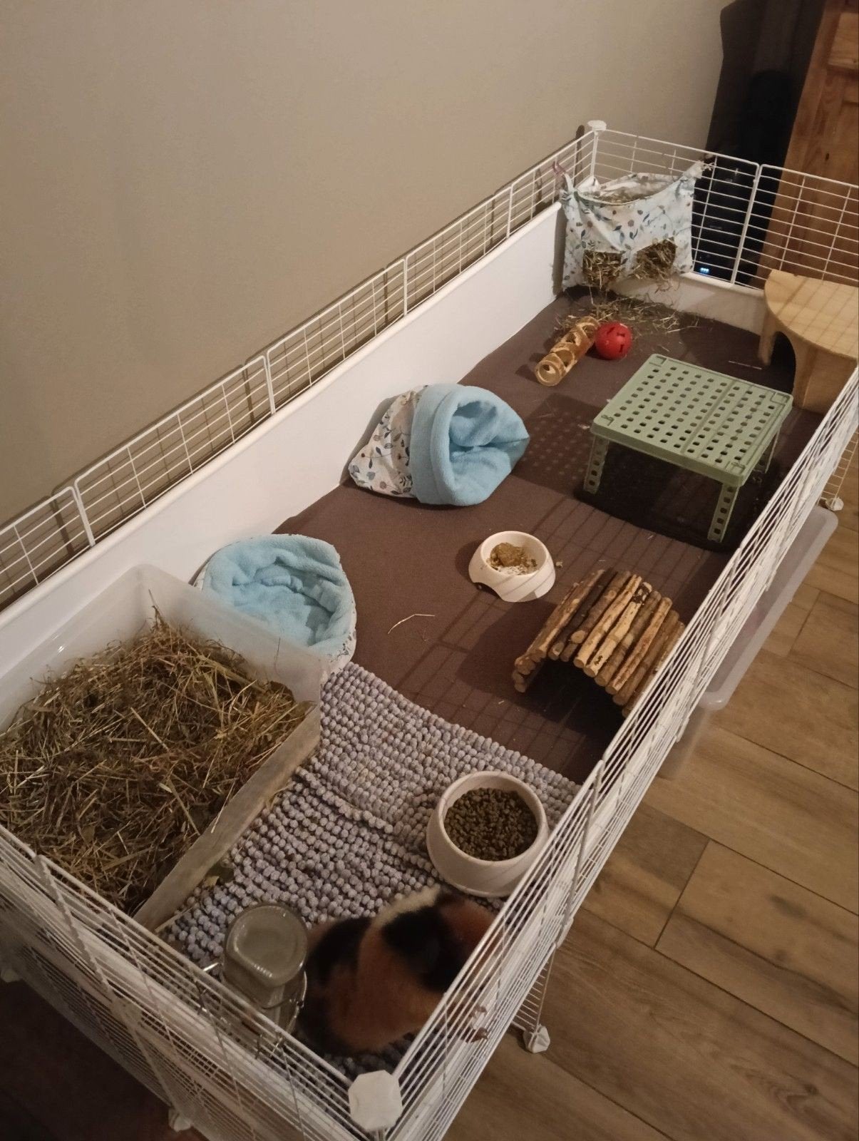 C&C 2x5 kooi voor cavia's, Dieren en Toebehoren, Knaagdieren en Konijnen | Hokken en Kooien, Kooi, 60 tot 90 cm, Ophalen of Verzenden