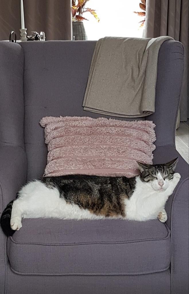 Lieve kater Mickey