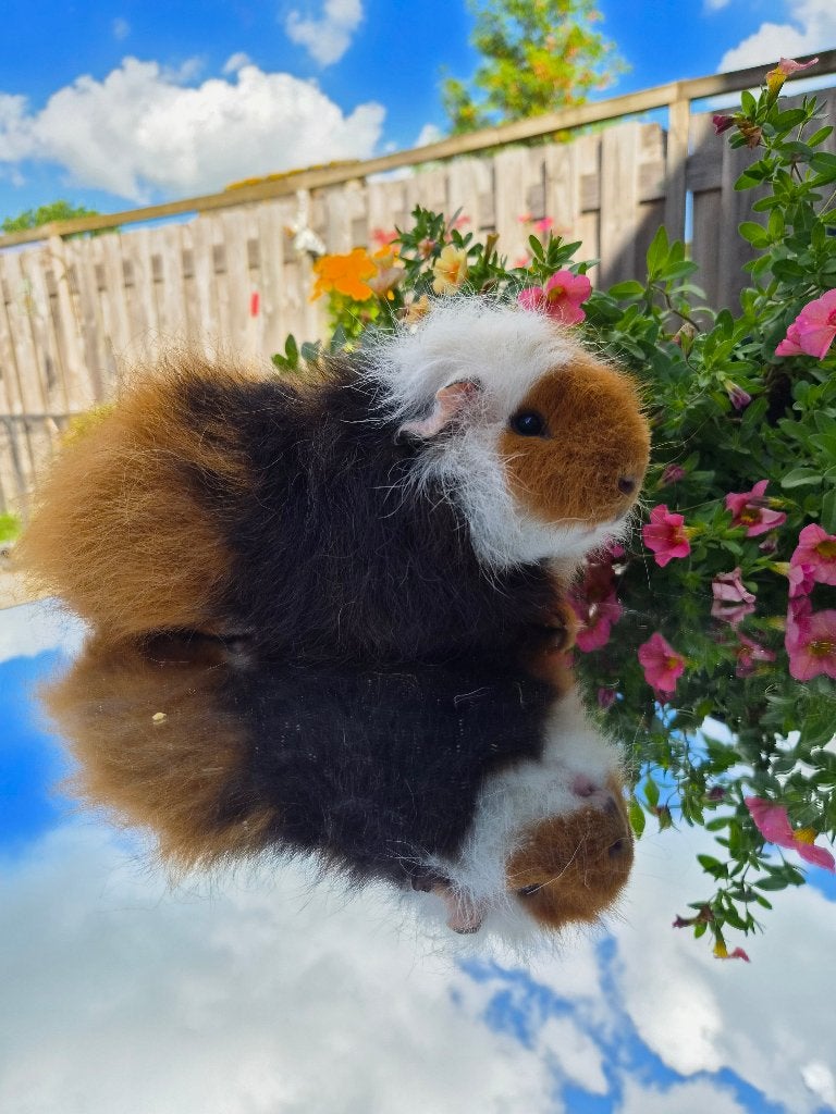 cavia, ch teddy, Dieren en Toebehoren, Februari, Mannelijk, Cavia
