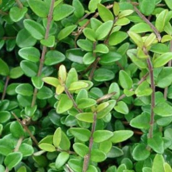 Lonicera nitida 'Elegant', Struik kamperfoelie, Ophalen of Verzenden, Overige soorten, Struik, Minder dan 100 cm