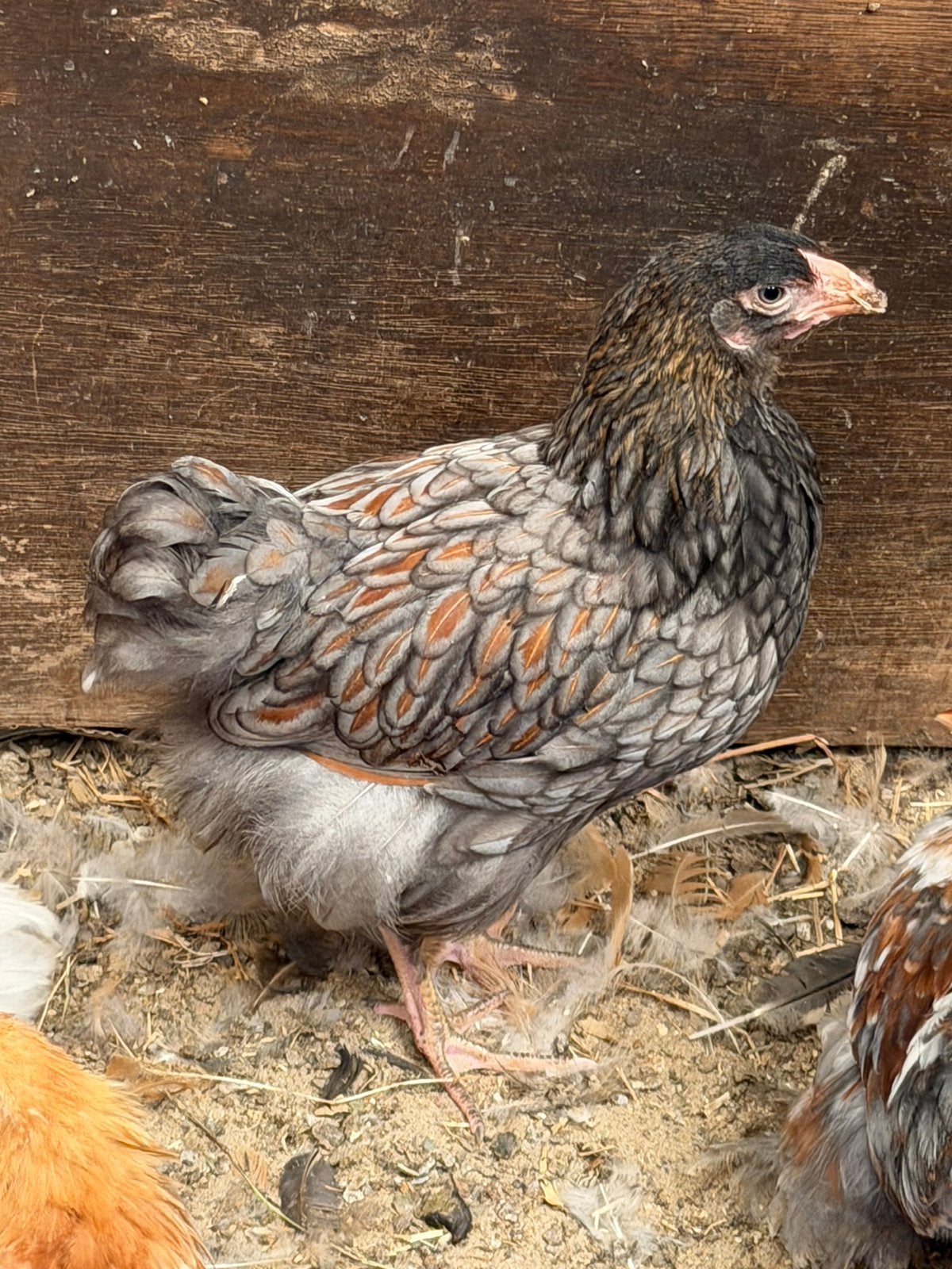 Wyandotte hen! Groot blauw gezoomd, Vrouwelijk, Kip