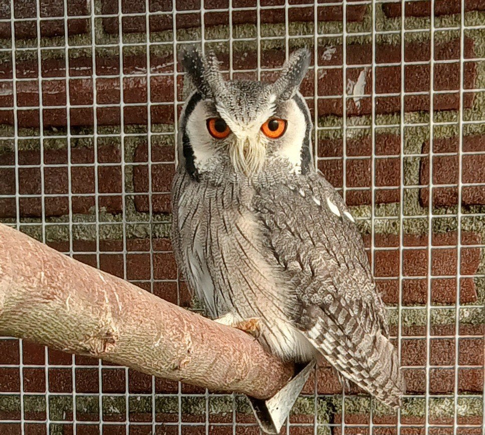 Witwangdwergooruil., Dieren en Toebehoren, Roofvogel, Geringd