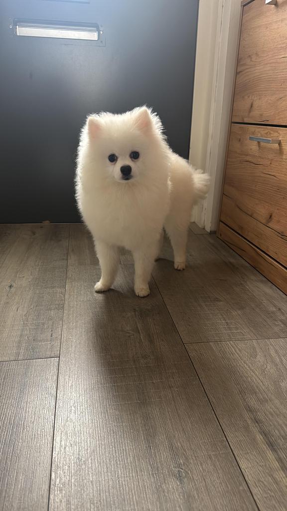 Pomeriaan, Keeshond, 15 weken tot 1 jaar, Reu, Parvo
