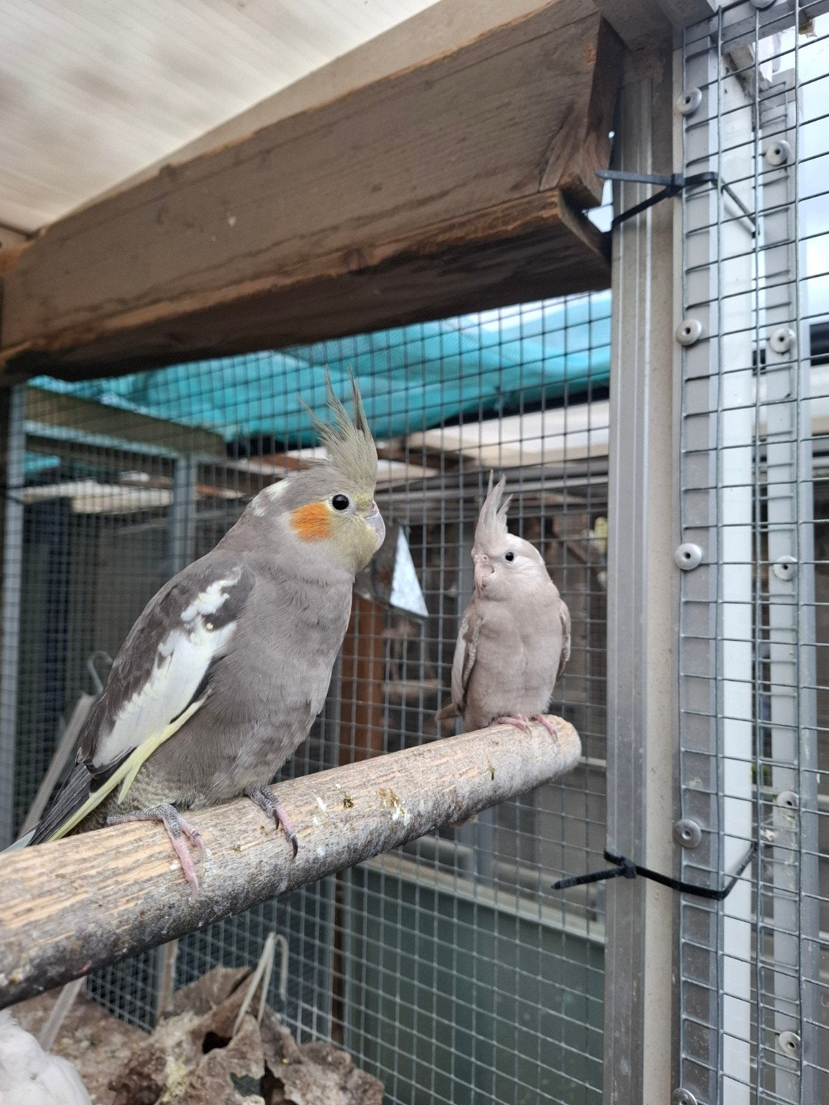 Jonge valkparkieten, Dieren en Toebehoren, Vogels | Parkieten en Papegaaien, Meerdere dieren, Parkiet, Geringd