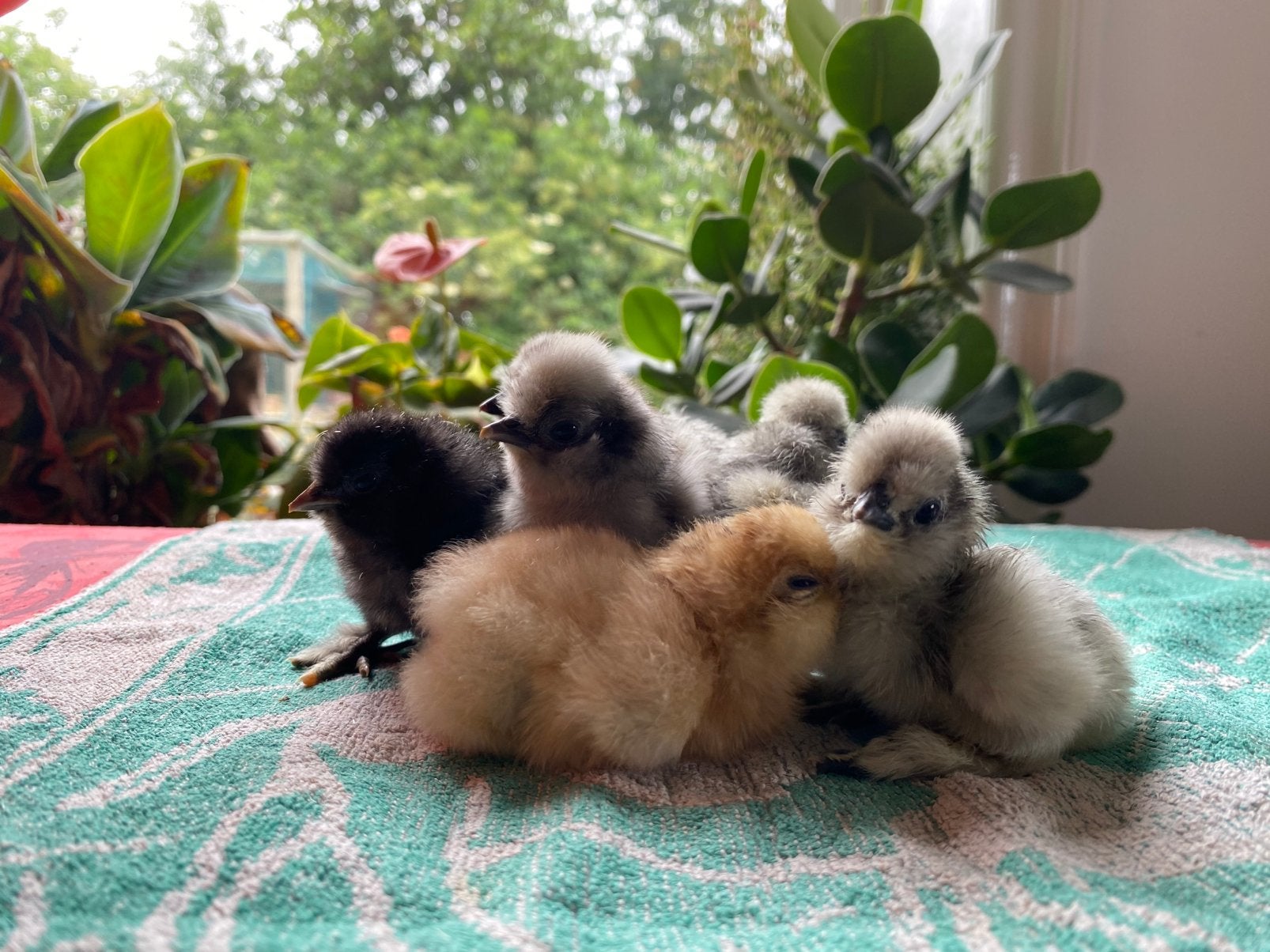 Zijdehoen kuikens groot EU type, Dieren en Toebehoren, Pluimvee, Geslacht onbekend, Kip