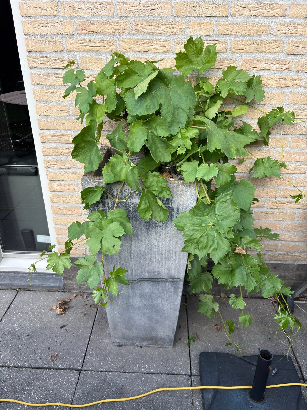 Grote betonnen plantenbak - robuust en stijlvol, Gebruikt, Balkon, Vierkant, Beton
