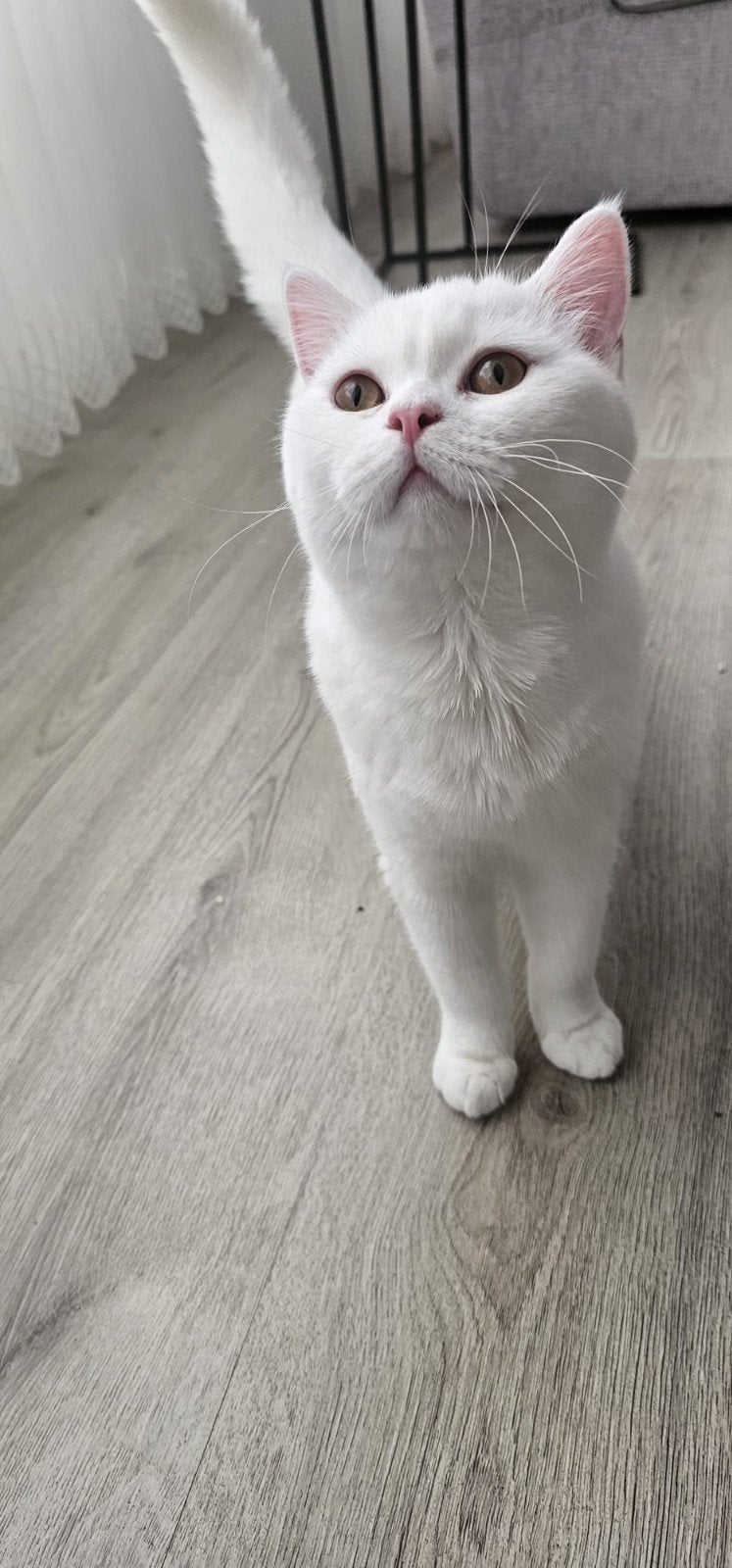 Mannelijk kitten, vrouwelijk kitten, 6 maanden oud., Dieren en Toebehoren, Geslacht onbekend, Kortharig, 0 tot 2 jaar