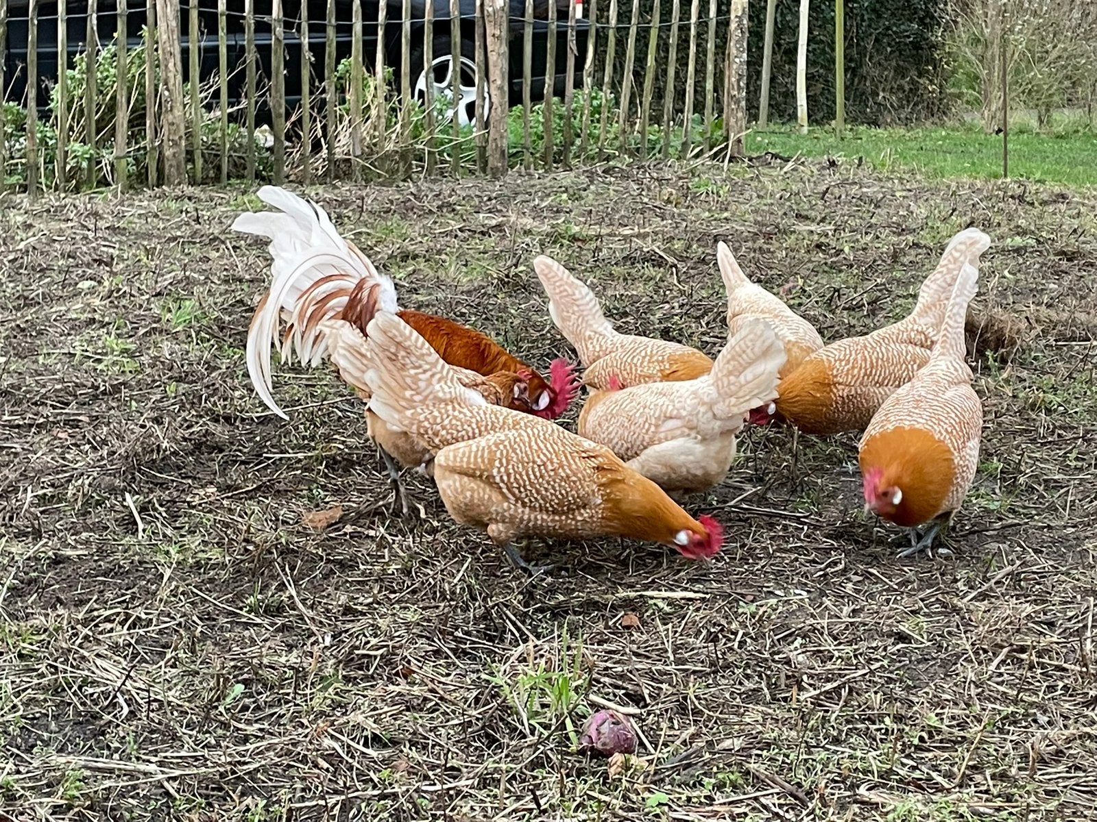 Te koop prachtige  Fries Hoen kippen met 2 haantjes, Dieren en Toebehoren, Meerdere dieren, Kip