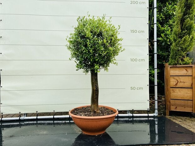 Olijfboom - Bolvorm - stamomvang 30-35 cm, Ophalen of Verzenden, 100 tot 250 cm, Olijfboom, Zomer