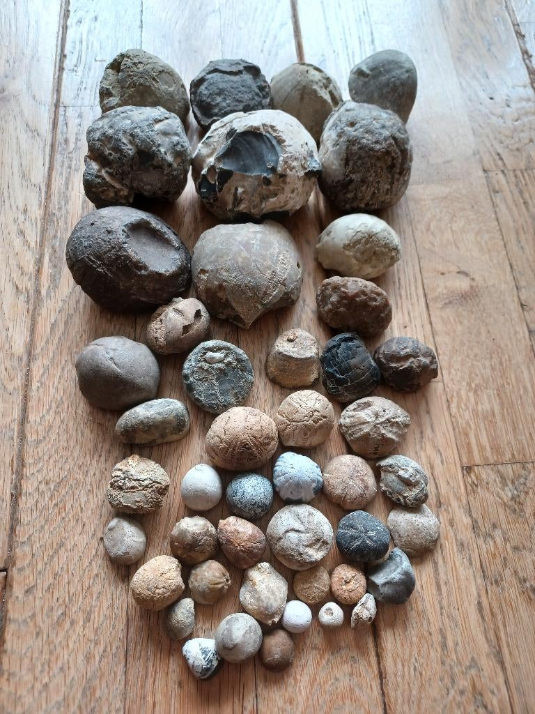 Fossiele zeeëgels / zee-egels, Verzamelen, Ophalen of Verzenden, Fossiel