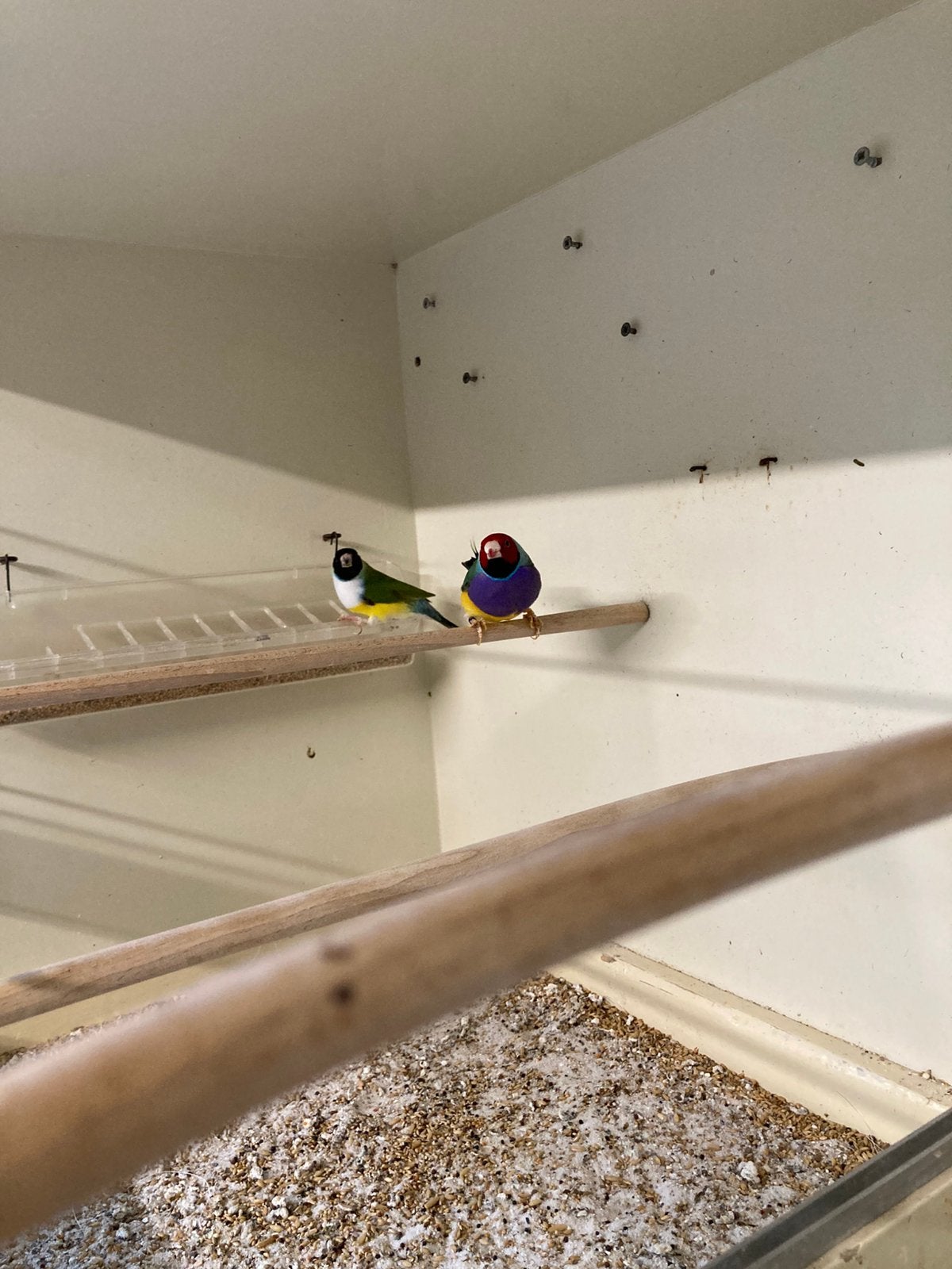 Koppel gouldamadines, Dieren en Toebehoren, Meerdere dieren, Tropenvogel, Geringd