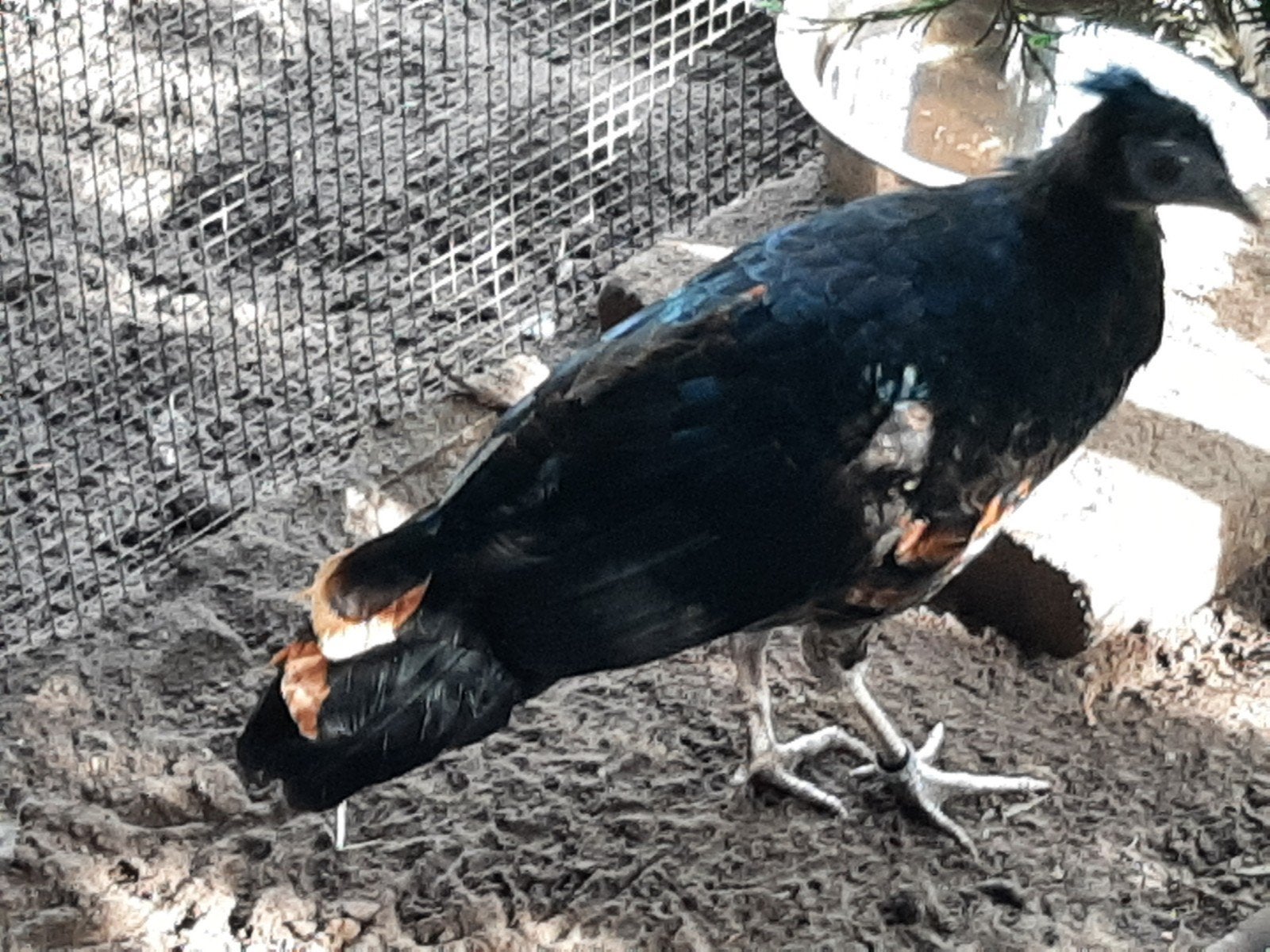 te koop enkele jonge vuurrugfazanten (borneo/vieilliot)